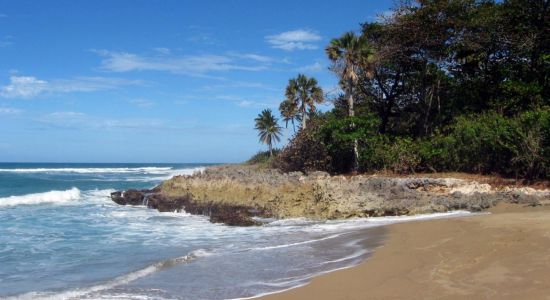 Coral De Sol