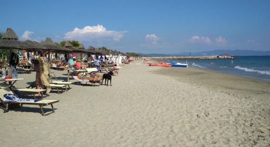 Pasha Glam Dog Beach