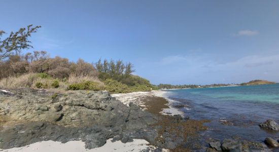 Jacaranda beach
